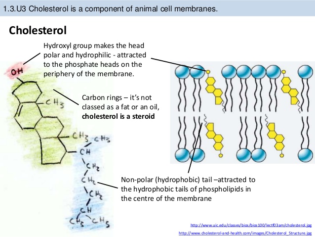 What is the function of cholesterol molecules in the cell membrane? |  Socratic