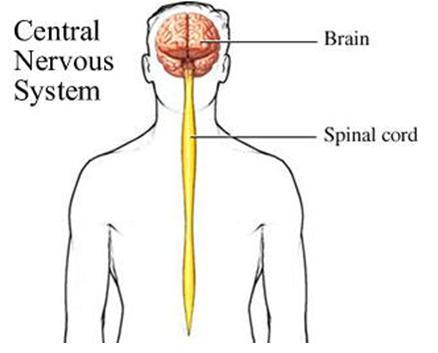 What is the central nervous system? | Socratic