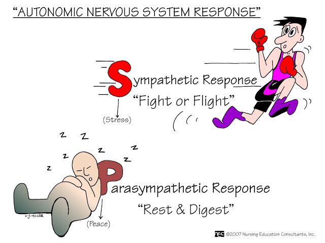 sympathetic nervous system fight or flight
