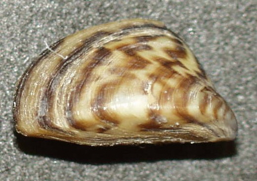 https://en.wikipedia.org/wiki/Zebra_mussel image source here