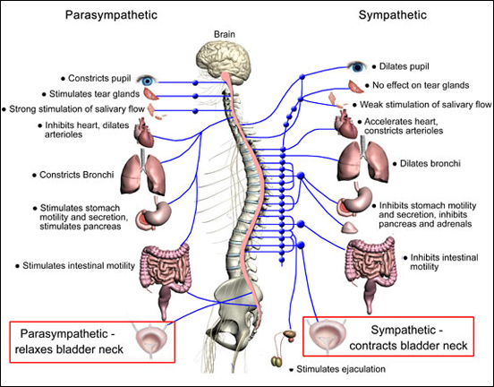 Are the effects of the parasympathetic and the sympathetic systems