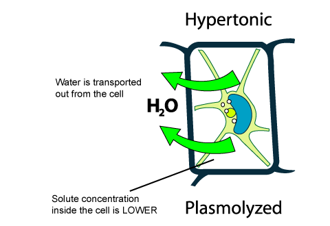 How do hypertonic solutions effect plant cells? | Socratic