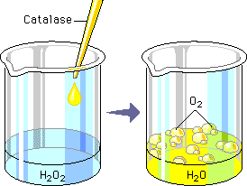catalase reaction with hydrogen peroxide