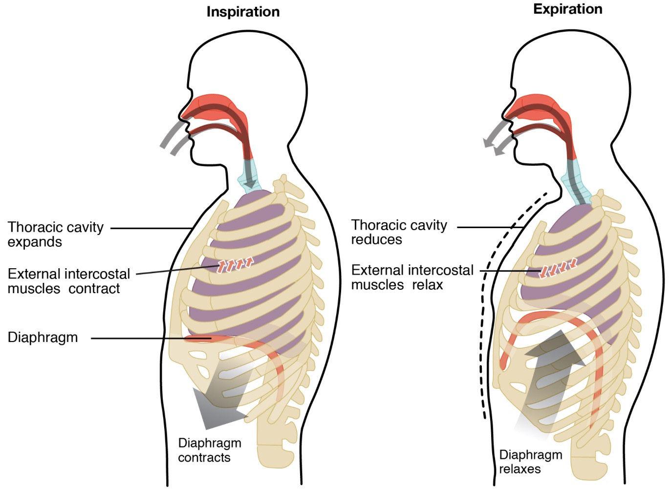 As the thoracic muscles relax, what happens to the volume of the