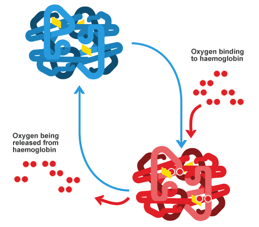 oxygen and carbon dioxide are exchanged