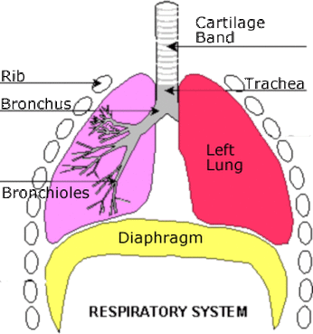 http://jacksonmannrespiratory.weebly.com/diaphragm.html