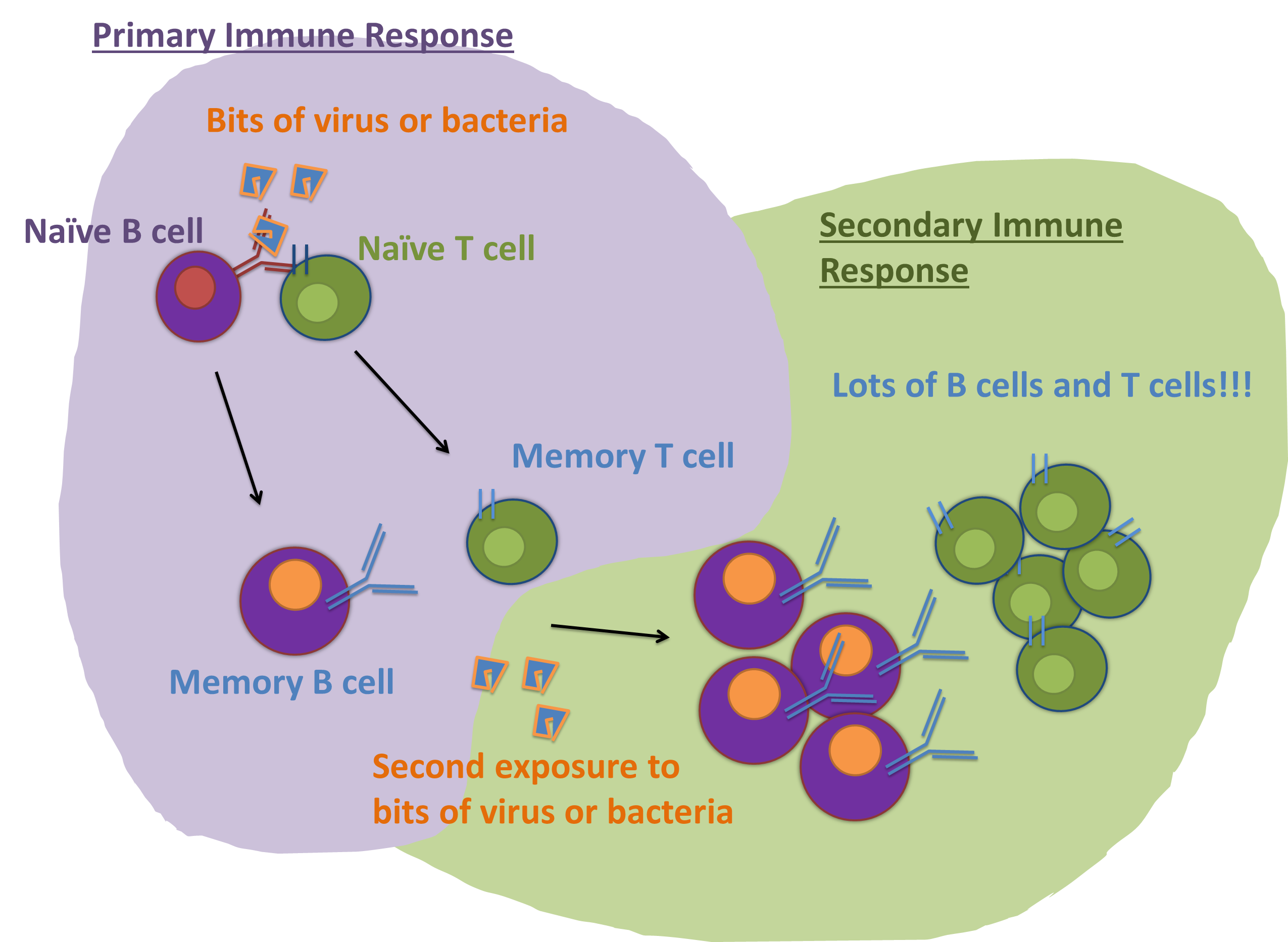 https://immyounology.wordpress.com/2013/10/23/getting-a-better-a-picture-of-human-immunology/
