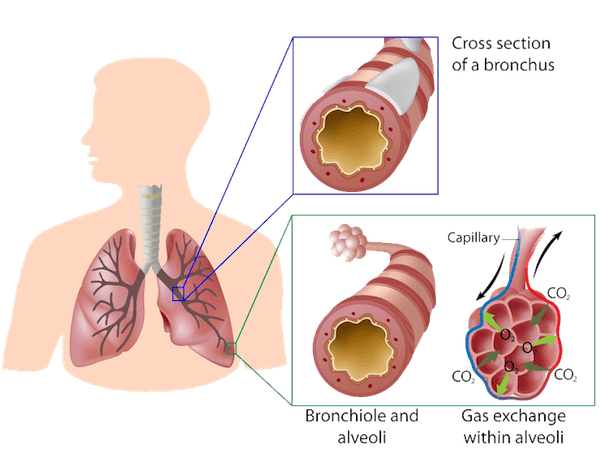 http://www.aboutthemcat.org/images/biology/lung-cross-section.png