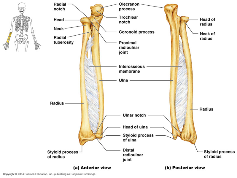 Which bone is bigger, the ulna or radius? | Socratic