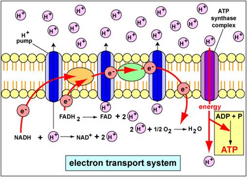 electron transport chain cellular respiration