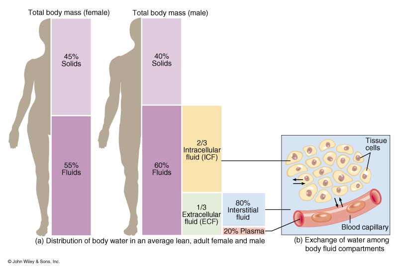 the movement of water between body fluid compartments