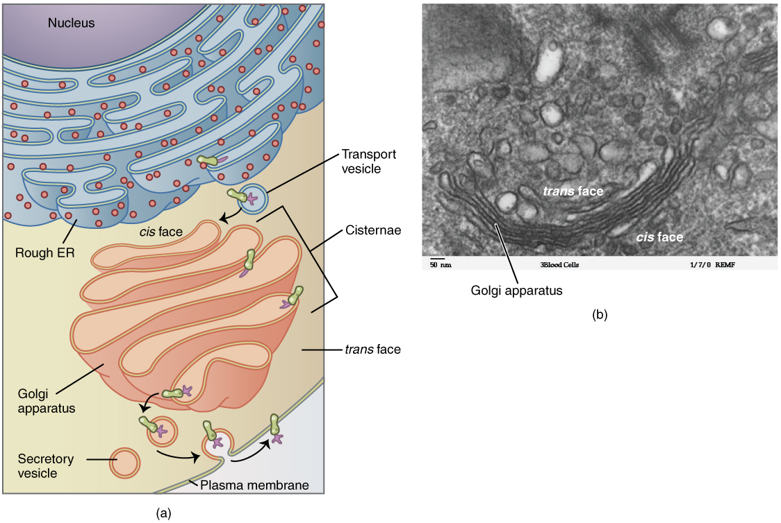 what-are-some-examples-of-golgi-apparatus-example