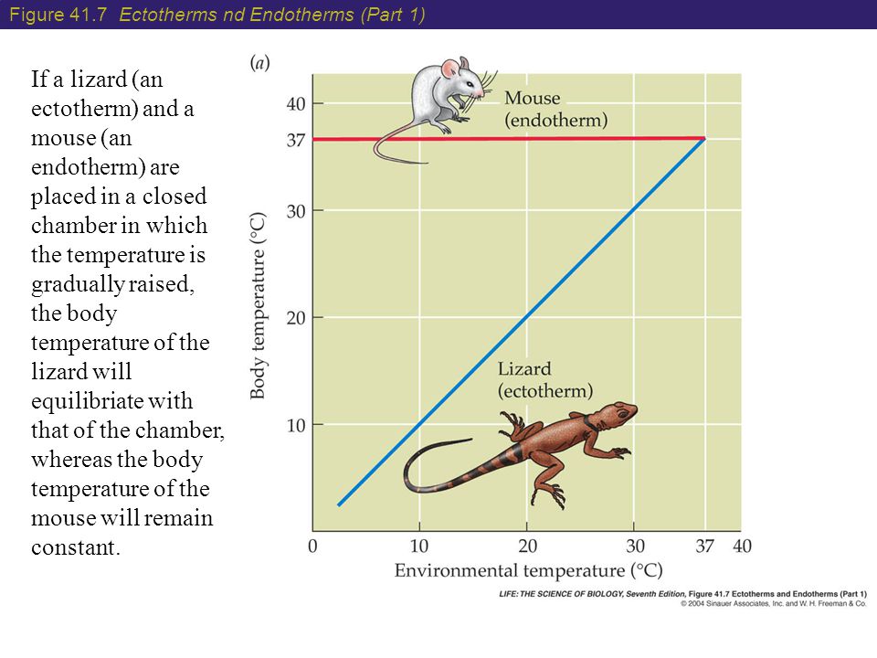 Are lizards endotherms or ectotherms? | Socratic