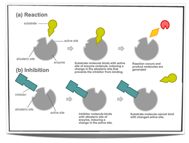 Inhibitors Competitive And Non Competitive Biology Socratic