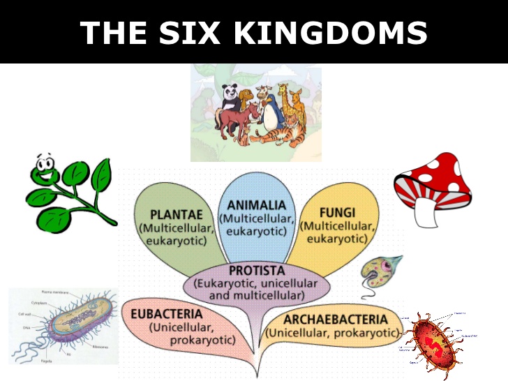http://www.slideshare.net/mrtangextrahelp/03-6-kingdoms-prokaryote-eukaryote