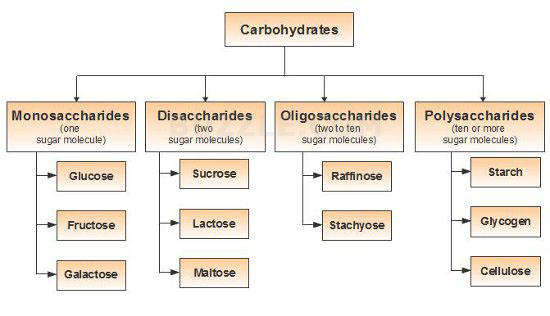 http://cdn1.askiitians.com/Images/2014725-175445850-8711-carbohydrates-classification.jpg