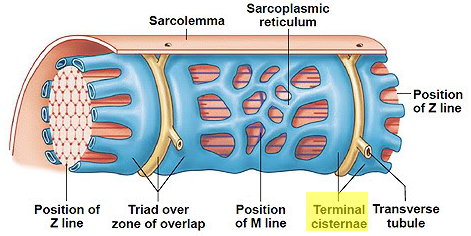 What is the plasma membrane of a muscle cell known as? | Socratic