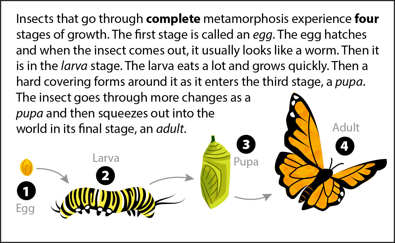 What Is Difference Between Metamorphosis And Retrogressive 