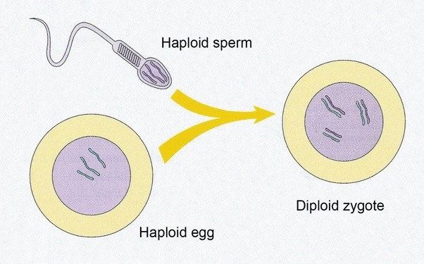 fertilization diagram chromosomes