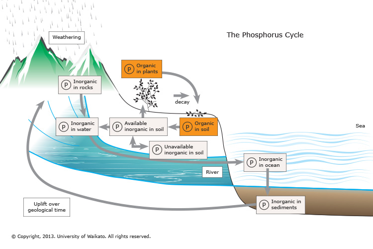 http://sciencelearn.org.nz/Contexts/Soil-Farming-and-Science/Science-Ideas-and-Concepts/The-phosphorus-cycle image source here