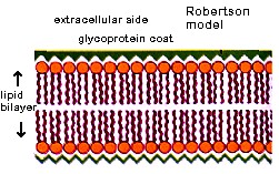 http://cytochemistry.net/cell-biology/membrane.htm