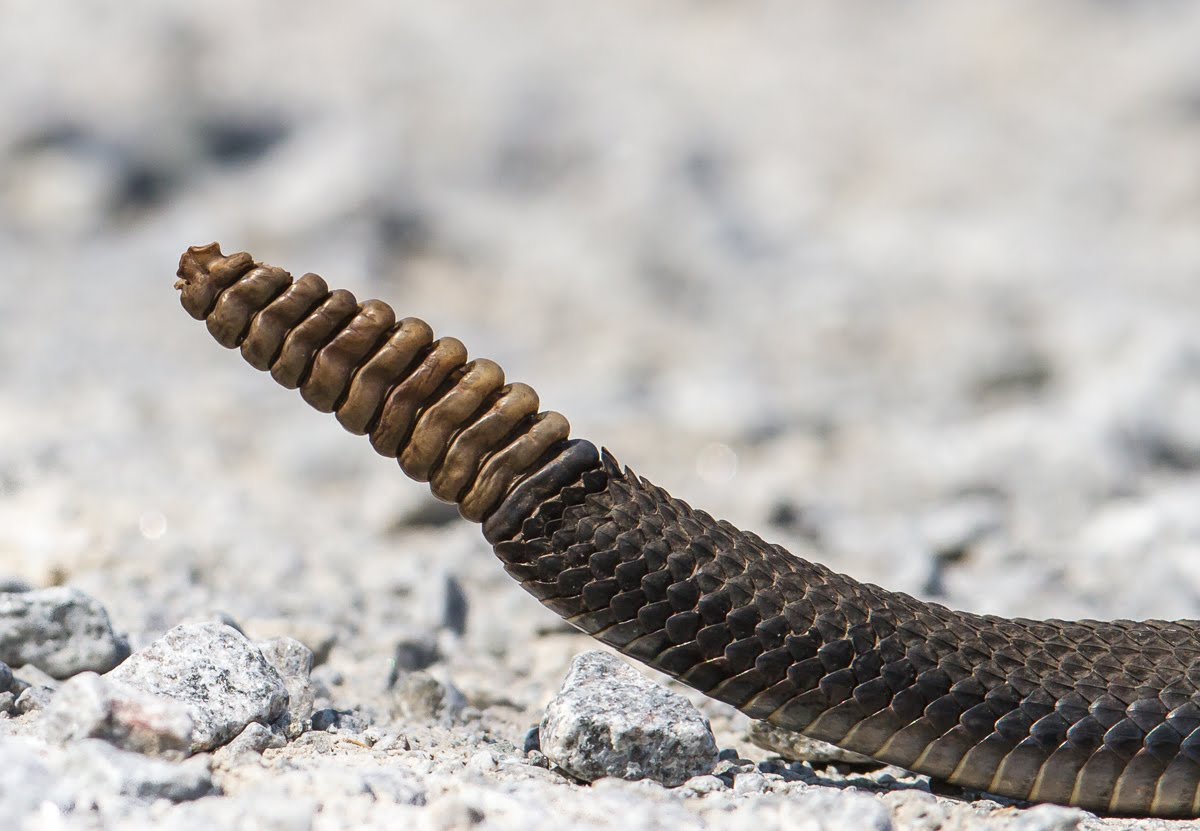 What are 10 rattlesnake adaptations? | Socratic
