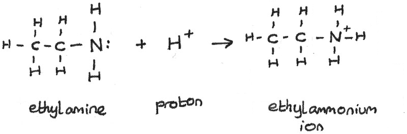 For example, when it reacts with water, ethylamine will accept a proton, #H