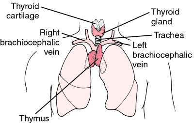 http://medical-dictionary.thefreedictionary.com/thymus