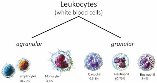 are the T cells, B cells, and natural killer (NK) cells.