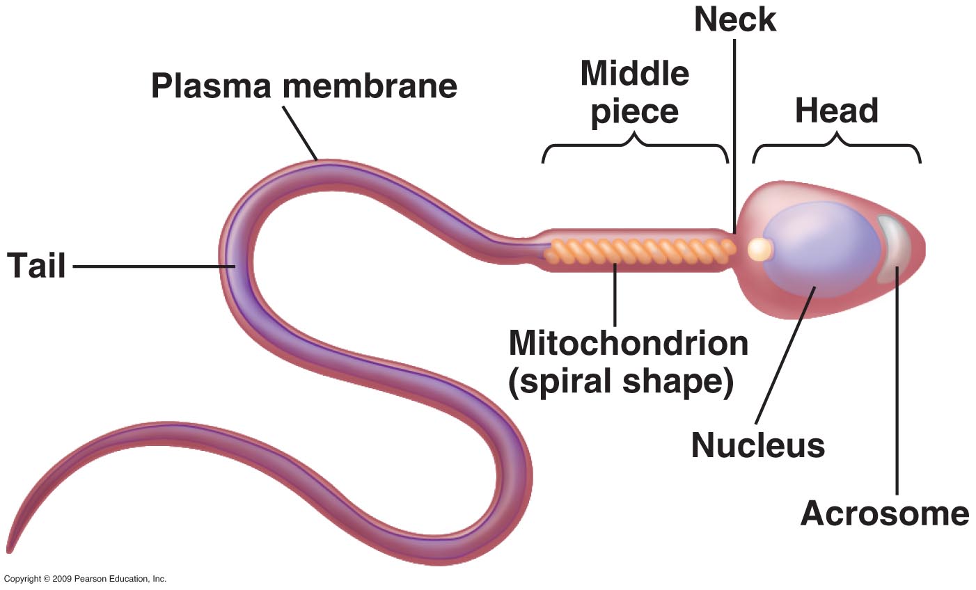 cells except human sperm Nucleus