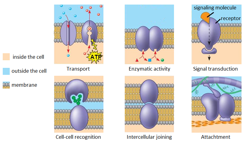transmembrane proteins in cell membrane