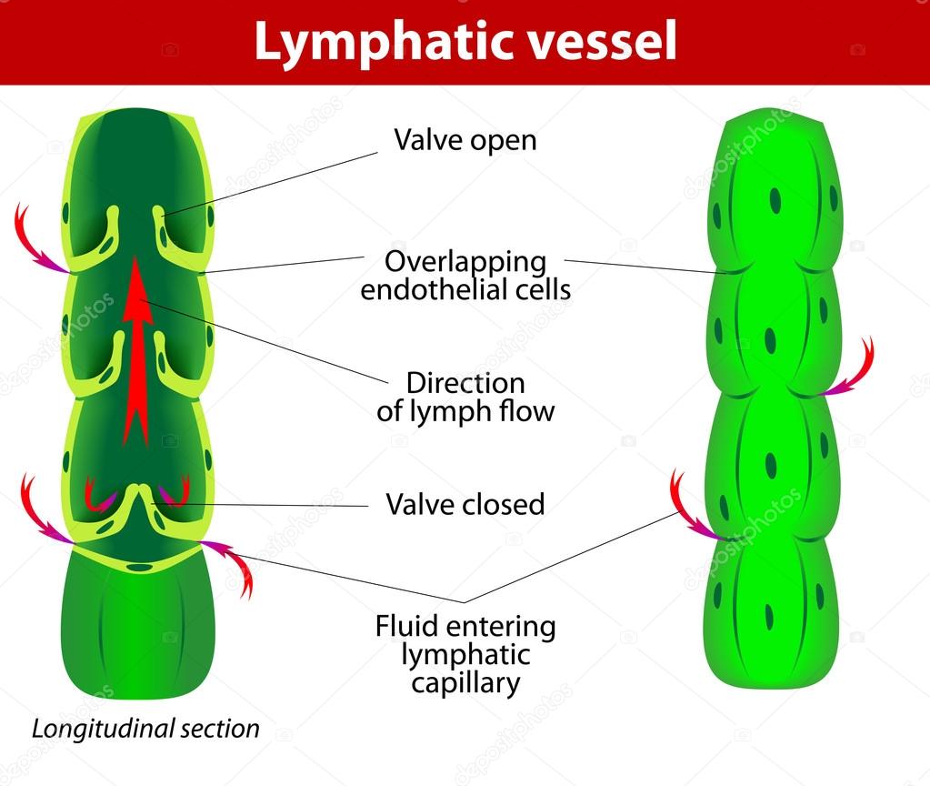 https://depositphotos.com/19644147/stock-illustration-lymphatic-vessel.html