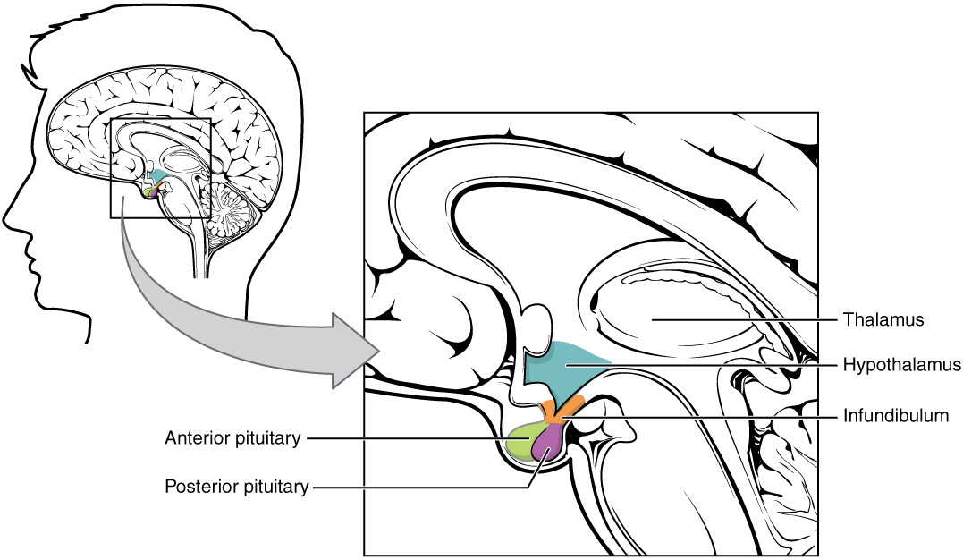 The location of the pituitary glands in comparison to the hypothalamus