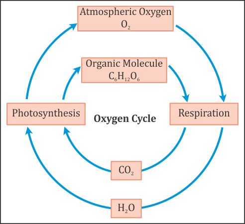 http://www.topperlearning.com/forums/ask-experts-19/explain-water-oxygen-carbon-nitrogen-cycles-with-neat-labell-biology-natural-resources-79216/reply