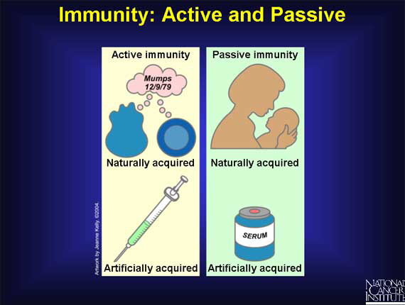 explain-the-difference-between-natural-and-artificial-immunity