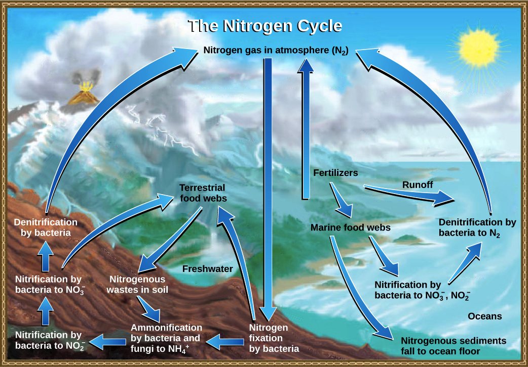 What are the similarities and differences between the carbon cycle and ...