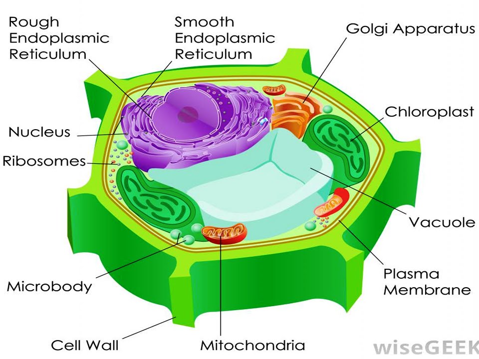 http://www.wisegeek.com/what-is-a-plasma-membrane.htm