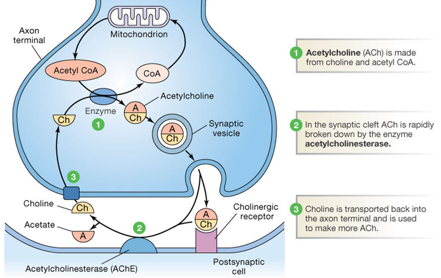 What Is The Role Of Acetylcholinesterase At A Synapse Socratic 4475