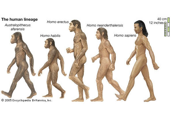 http://www.britannica.com/science/human-evolution image source here