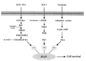 Lizcano et al. 2000 Biochem J.