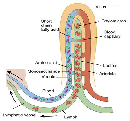 http://biology-igcse.weebly.com/absorption-ndash-function-of-the-small-intestine-and-significance-of-villi.html