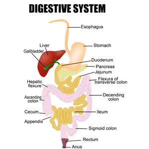 https://www.health24.com/Medical/Digestive-health/Overview/What-are-digestive-disorders-20150330