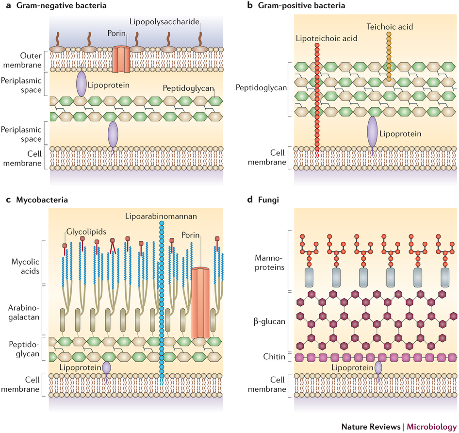 Detailed structure of gram positive bacterial, gram negative bacterial, mycobacterial, and fungal cell walls