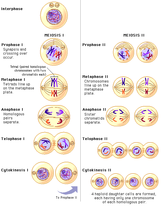 stages of metaphase 1