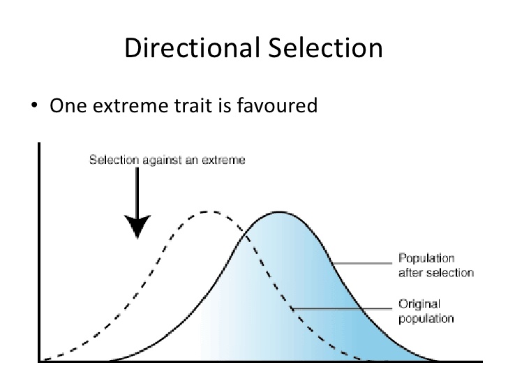 directional selection example