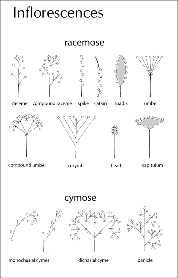 cyme flower arrangement