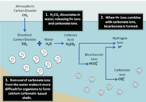 https://www.researchgate.net/figure/273990830_fig3_Figure-4-Ocean-acidification-reactions-and-the-effect-of-increased-acidity-in-the-ocean