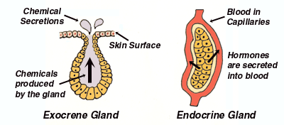 Is The Parathyroid An Endocrine Gland Are Sweat Glands Endocrine Glands Socratic