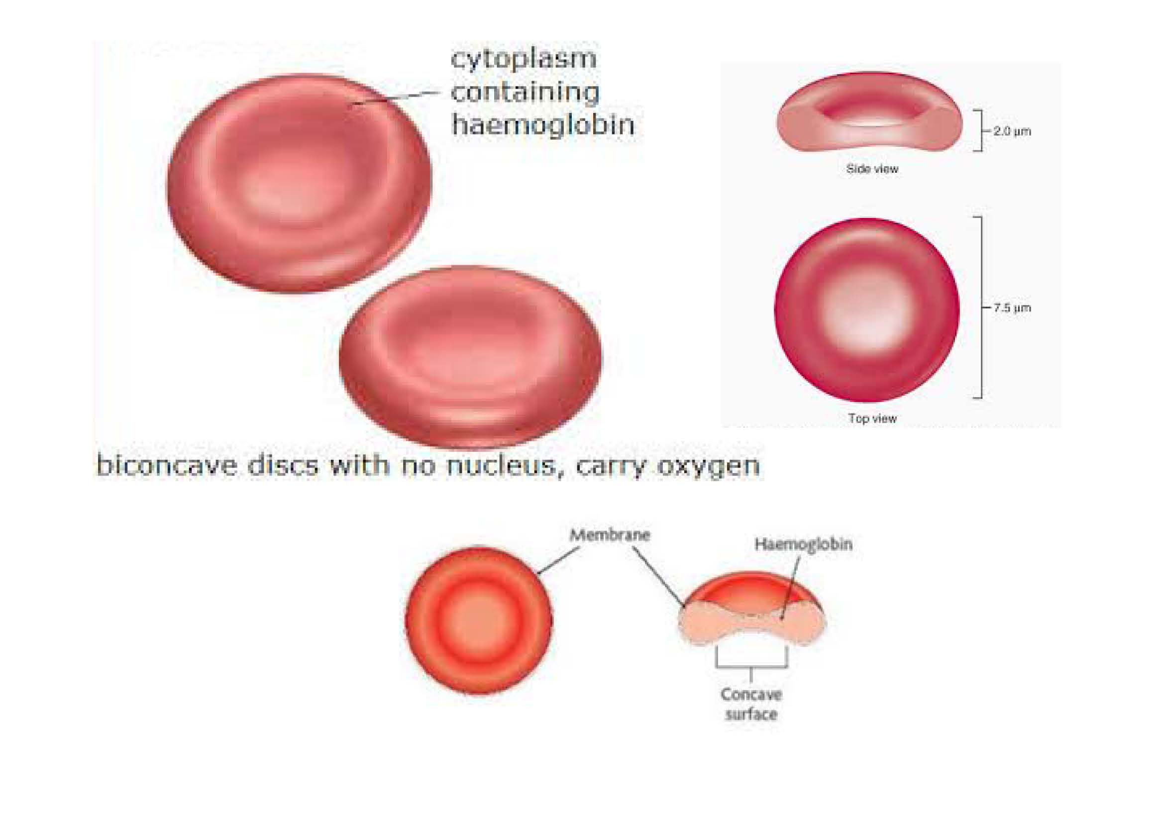http://roslistonastronomy.uk/red-blood-cells-zeiss-im-microscope-1442017