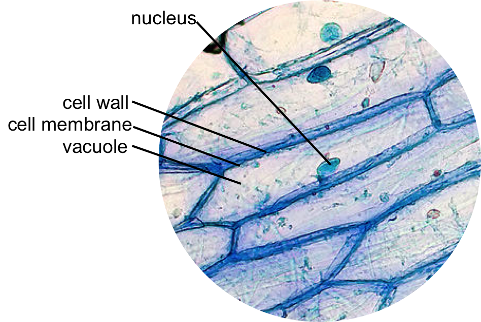 plant cell microscope